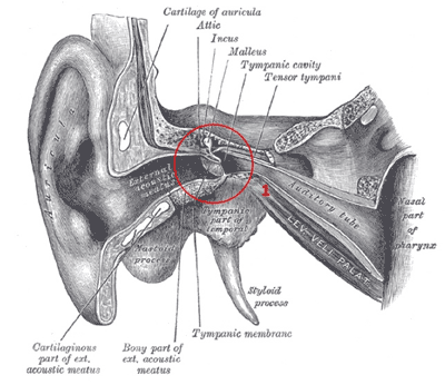 outer ear